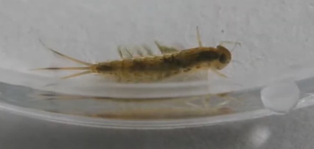 Buscando macroinvertebrados